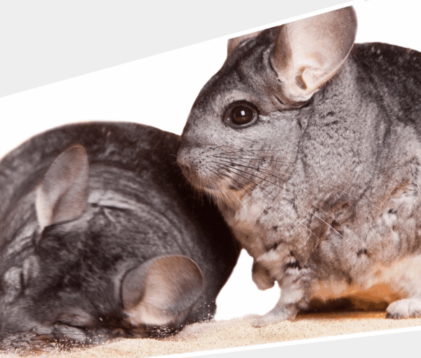 Chinchillasand natur grau weiss beige sehr fein Badesand hocherhitzt samtweich 146112954196 3