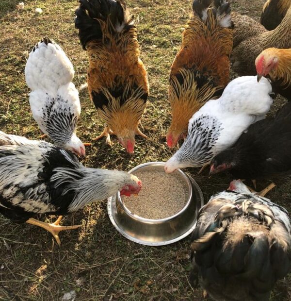 5 kg Avesgran Magenkies Magengrit Magenkiesel Gefluegel Huehner Puten Gaense Enten 145167653378 2